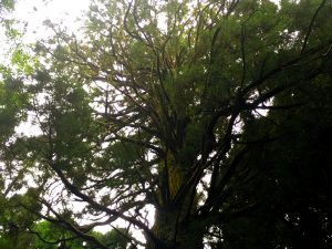 籾山八幡社「直入物部神社」の巨木の並木