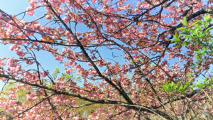 丘の上の八重桜